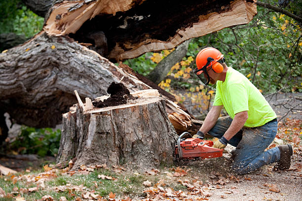 Tree Removal for Businesses in Groveland, FL